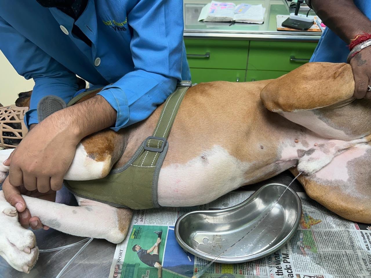 Veterinary Surgery